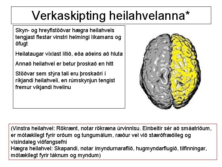 Verkaskipting heilahvelanna* Skyn- og hreyfistöðvar hægra heilahvels tengjast flestar vinstri helmingi líkamans og öfugt