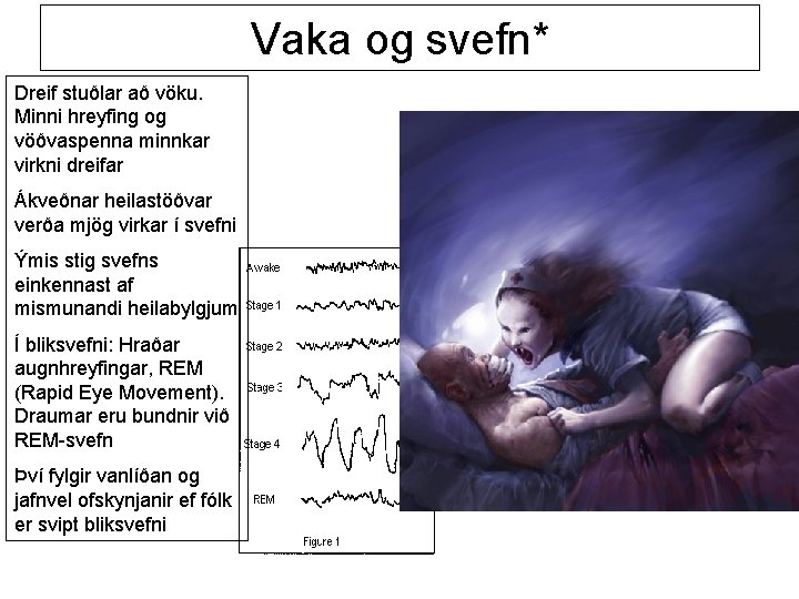 Vaka og svefn* Dreif stuðlar að vöku. Minni hreyfing og vöðvaspenna minnkar virkni dreifar