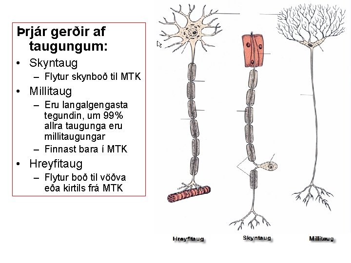 Þrjár gerðir af taugungum: • Skyntaug – Flytur skynboð til MTK • Millitaug –