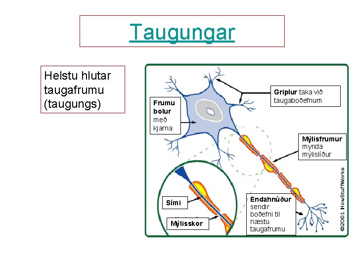 Taugungar Helstu hlutar taugafrumu (taugungs) Frumu bolur með kjarna Griplur taka við taugaboðefnum Mýlisfrumur