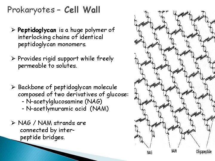 Prokaryotes – Cell Wall Ø Peptidoglycan is a huge polymer of interlocking chains of