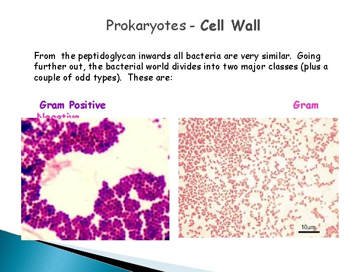 Prokaryotes - Cell Wall From the peptidoglycan inwards all bacteria are very similar. Going