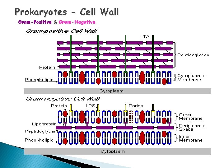 Prokaryotes - Cell Wall Gram-Positive & Gram-Negative 