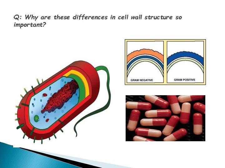 Q: Why are these differences in cell wall structure so important? 