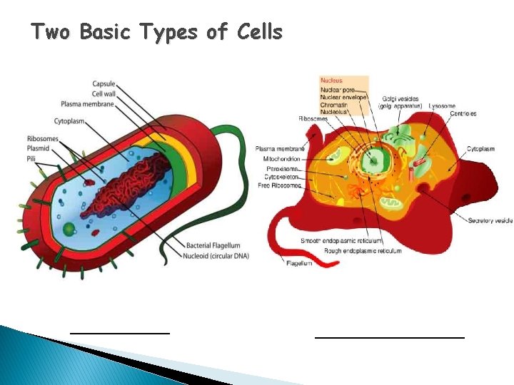 Two Basic Types of Cells _____________________ 