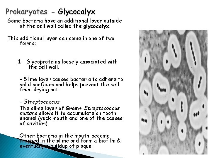 Prokaryotes - Glycocalyx Some bacteria have an additional layer outside of the cell wall