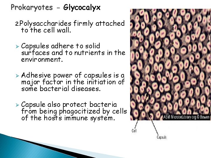 Prokaryotes - Glycocalyx 2. Polysaccharides to the cell wall. Ø Ø Ø firmly attached