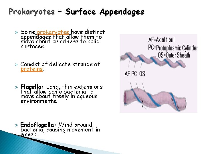 Prokaryotes – Surface Appendages Ø Ø Some prokaryotes have distinct appendages that allow them