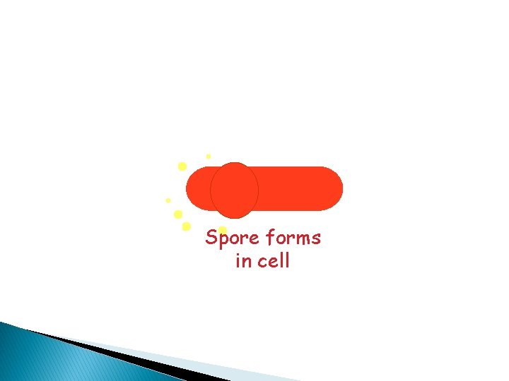 Spore forms in cell 
