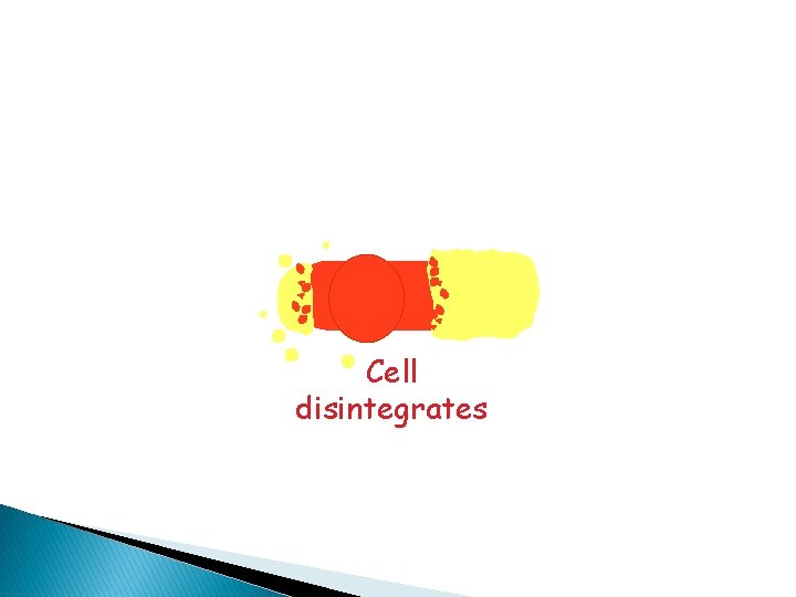 Cell disintegrates 
