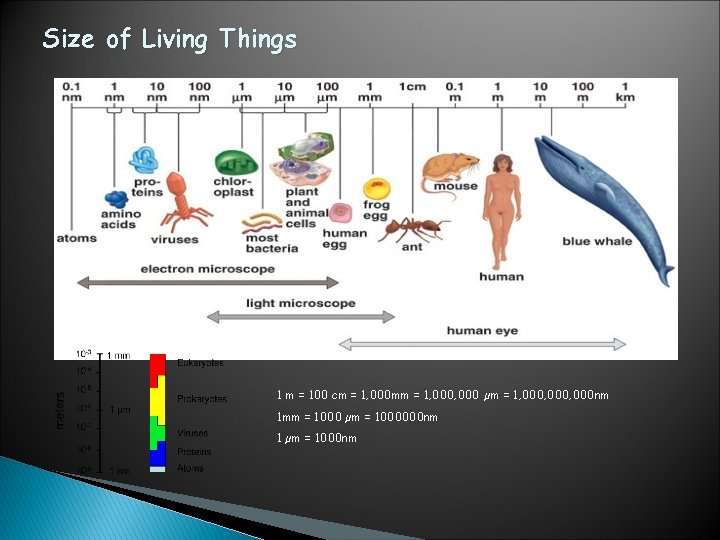 Size of Living Things 1 m = 100 cm = 1, 000 mm =
