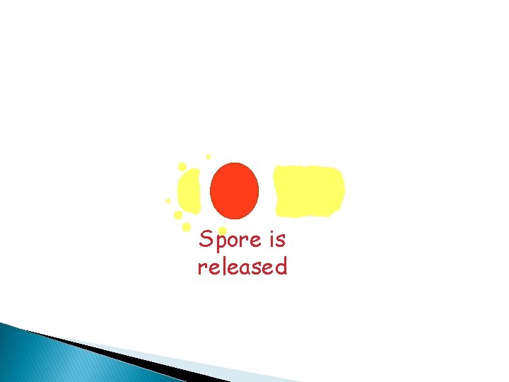 Spore is released 