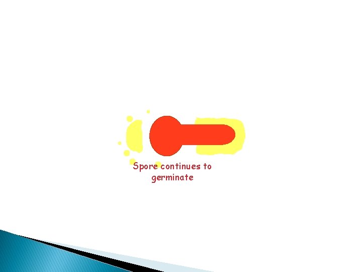 Spore continues to germinate 