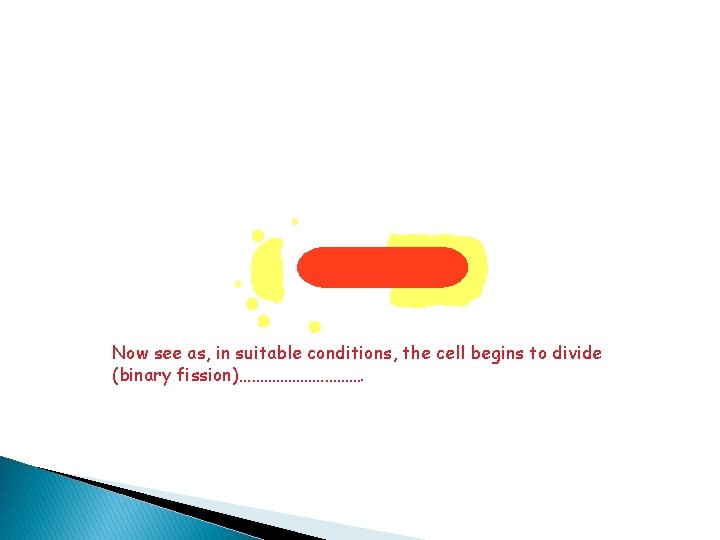 Now see as, in suitable conditions, the cell begins to divide (binary fission)……………. 