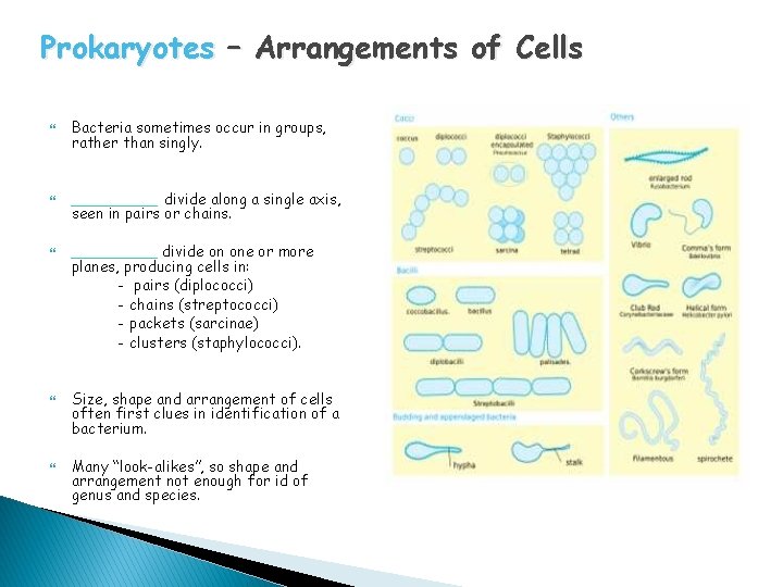 Prokaryotes – Arrangements of Cells Bacteria sometimes occur in groups, rather than singly. _____