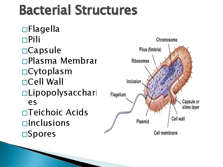 Bacterial Structures � Flagella � Pili � Capsule � Plasma Membrane � Cytoplasm �