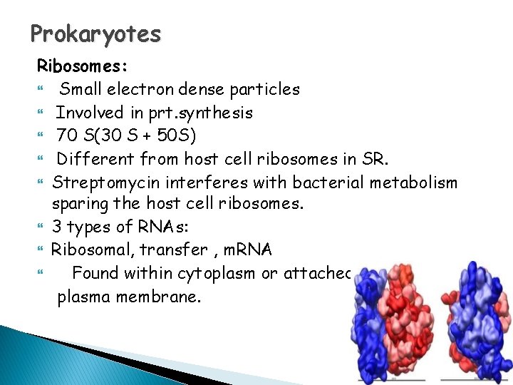 Prokaryotes Ribosomes: Small electron dense particles Involved in prt. synthesis 70 S(30 S +