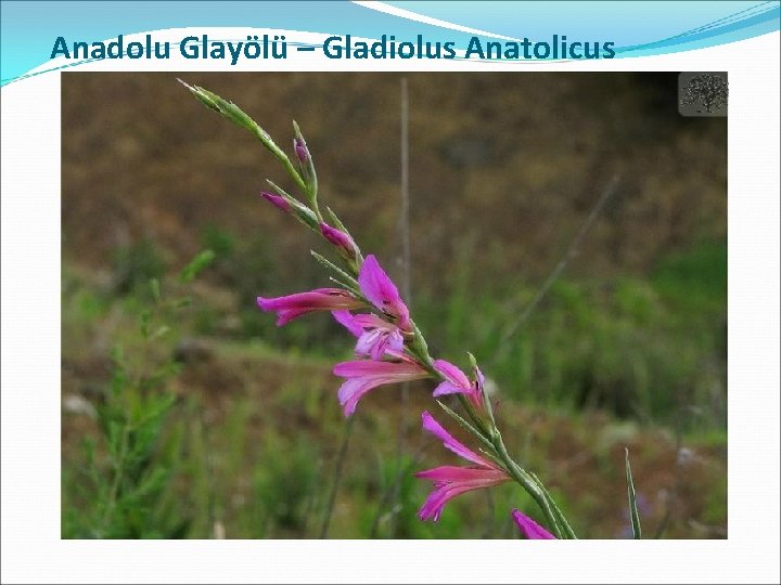  Anadolu Glayölü – Gladiolus Anatolicus 