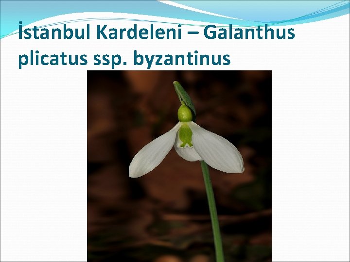 İstanbul Kardeleni – Galanthus plicatus ssp. byzantinus 