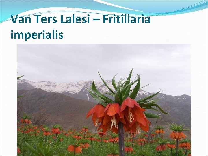 Van Ters Lalesi – Fritillaria imperialis 