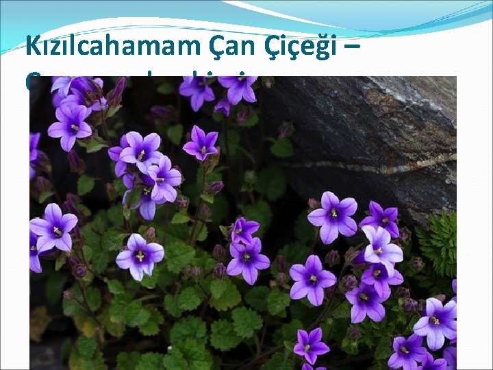 Kızılcahamam Çan Çiçeği – Campanula ekimiana 