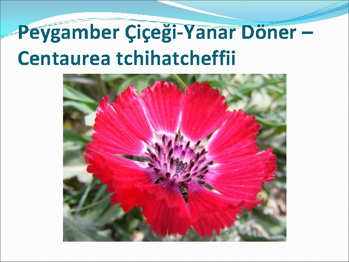 Peygamber Çiçeği-Yanar Döner – Centaurea tchihatcheffii 