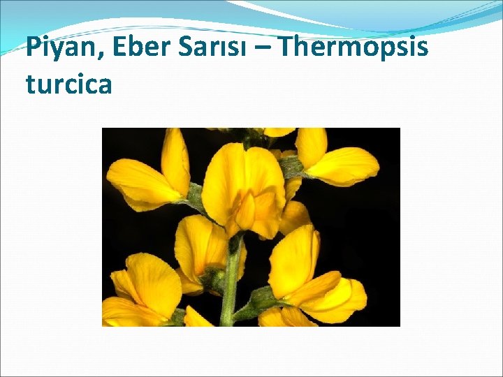 Piyan, Eber Sarısı – Thermopsis turcica 