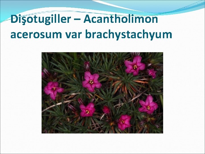 Dişotugiller – Acantholimon acerosum var brachystachyum 