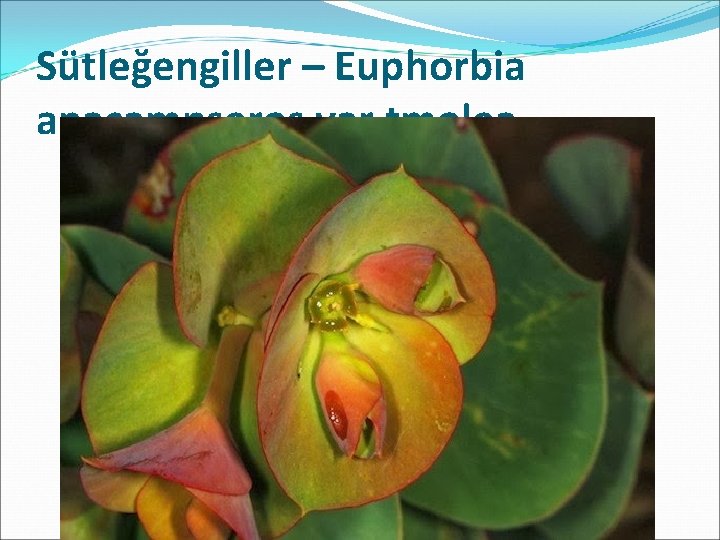 Sütleğengiller – Euphorbia anacampseros var tmolea 