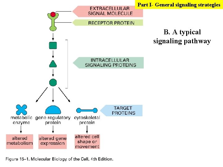 Part I- General signaling strategies B. A typical signaling pathway 