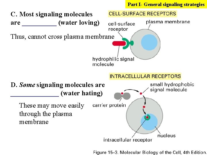 Part I- General signaling strategies C. Most signaling molecules are _____ (water loving) Thus,