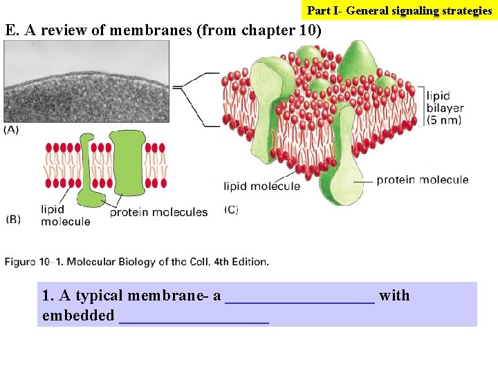 Part I- General signaling strategies E. A review of membranes (from chapter 10) 1.
