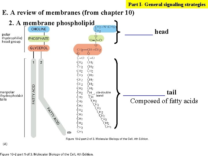 Part I- General signaling strategies E. A review of membranes (from chapter 10) 2.