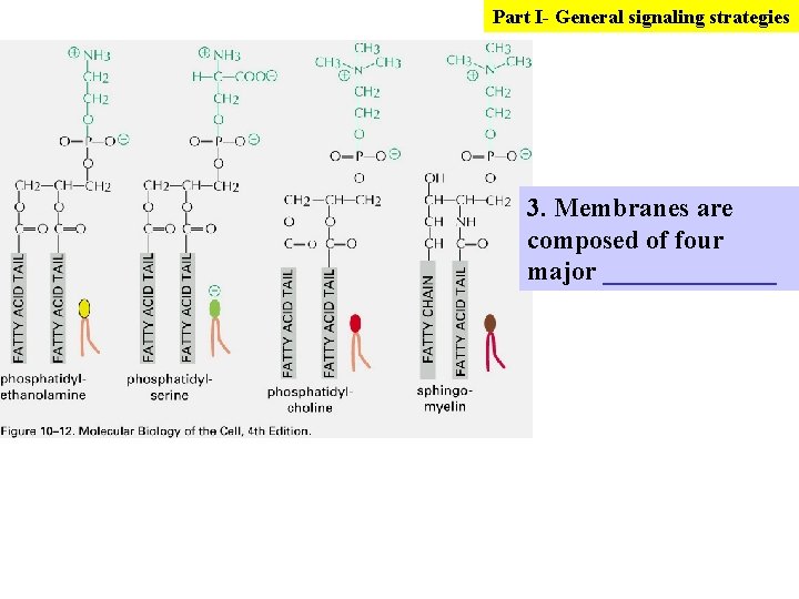 Part I- General signaling strategies 3. Membranes are composed of four major _______ 