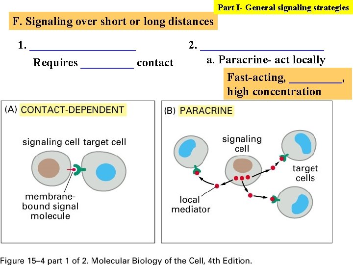 Part I- General signaling strategies F. Signaling over short or long distances 1. _________