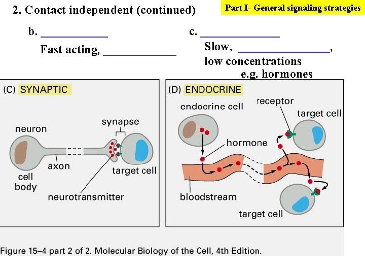 2. Contact independent (continued) b. ______ Fast acting, ______ Part I- General signaling strategies