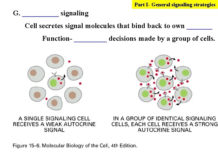 Part I- General signaling strategies G. _____ signaling Cell secretes signal molecules that bind