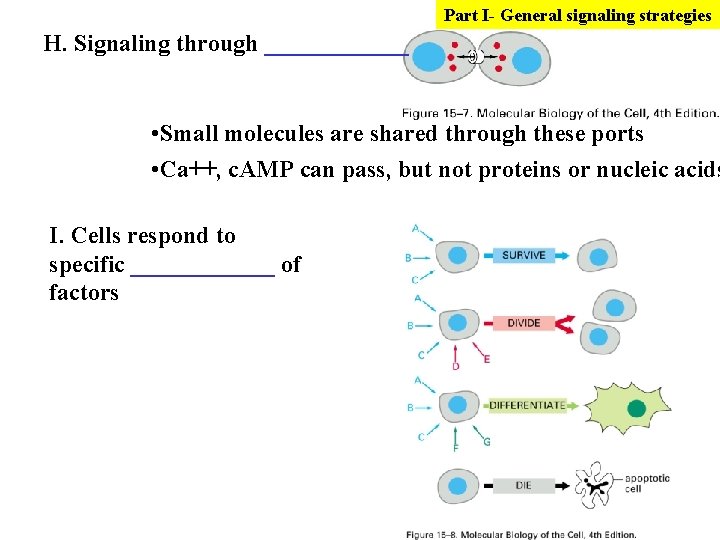 Part I- General signaling strategies H. Signaling through ______ • Small molecules are shared