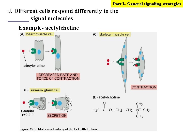 Part I- General signaling strategies J. Different cells respond differently to the _______ signal