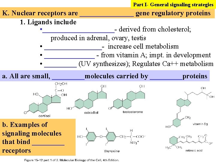 Part I- General signaling strategies K. Nuclear receptors are ________ gene regulatory proteins 1.