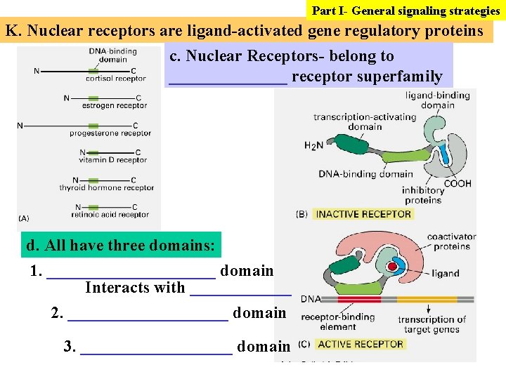 Part I- General signaling strategies K. Nuclear receptors are ligand-activated gene regulatory proteins c.