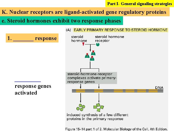 Part I- General signaling strategies K. Nuclear receptors are ligand-activated gene regulatory proteins e.