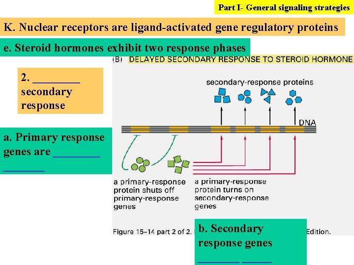 Part I- General signaling strategies K. Nuclear receptors are ligand-activated gene regulatory proteins e.