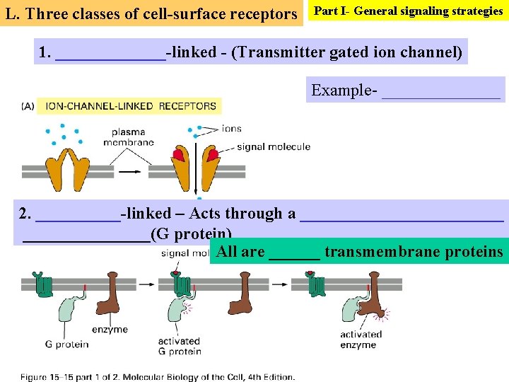 L. Three classes of cell-surface receptors Part I- General signaling strategies 1. _______-linked -