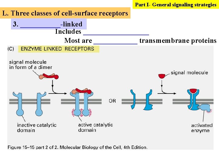 Part I- General signaling strategies L. Three classes of cell-surface receptors 3. ______-linked Includes