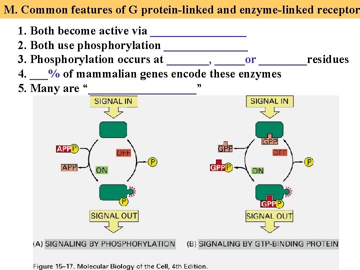 M. Common features of G protein-linked and enzyme-linked receptor 1. Both become active via