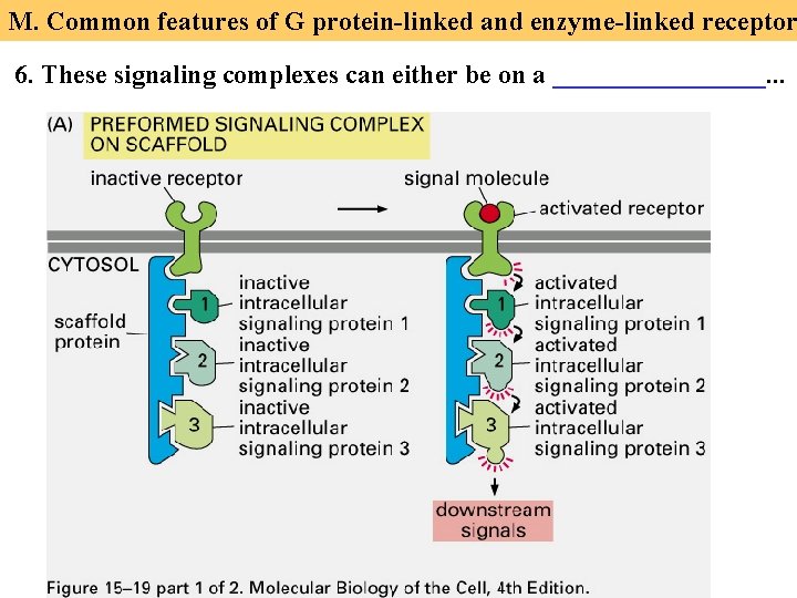 M. Common features of G protein-linked and enzyme-linked receptor 6. These signaling complexes can