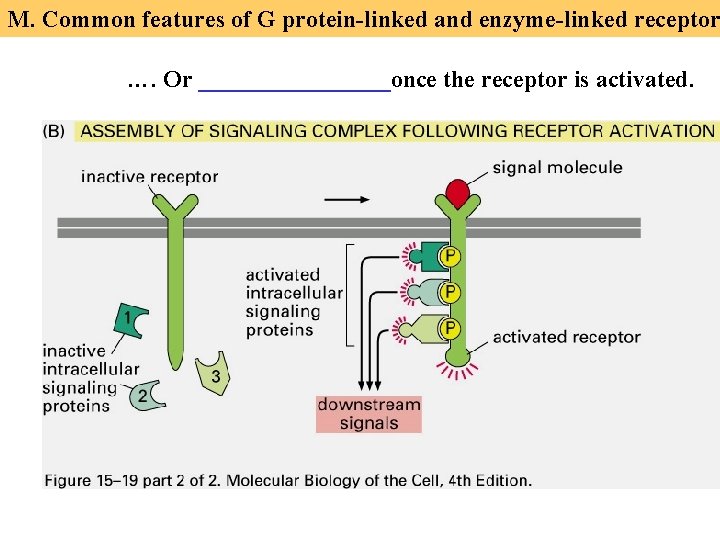 M. Common features of G protein-linked and enzyme-linked receptor …. Or ________once the receptor