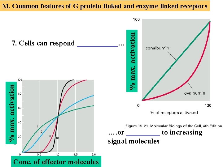 % max. activation 7. Cells can respond ______…. Conc. of effector molecules % max.