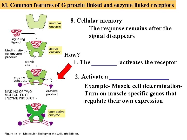 M. Common features of G protein-linked and enzyme-linked receptors 8. Cellular memory The response